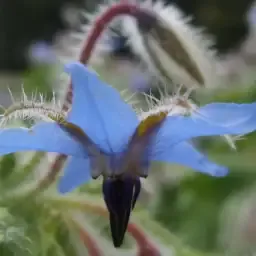 Graines de plantes mellifères