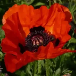 Graines de plantes ornementales & de sorcières