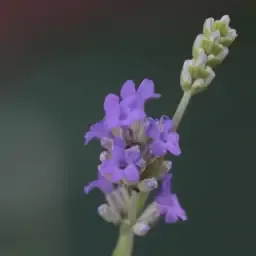 Graines de plantes médicinales