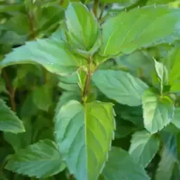 Plants de plantes alimentaires & condimentaires