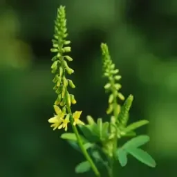 Plants de plantes mellifères