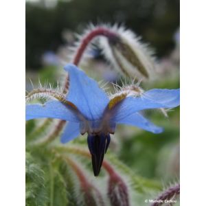 Fleur de bourrache