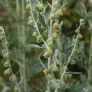 absinthe-artemisa-absinthium-fleurs-plant