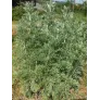 absinthe-artemisa-absinthium-feuilles-plante