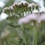 achillée en fleurs