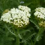 achillée odorante en fleurs