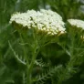 fleurs d'achillée odorante
