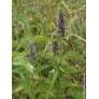 agastache-fenouil-fleurs-plant