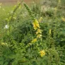 graines d'aigremoine en formation