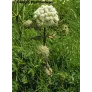 angelique-sauvage-angelica-sylvestris-fleurs