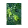 armoise-annuelle-artemisia-annua-plante-culture