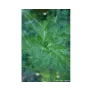 armoise-annuelle-artemisia-annua-plante-feuilles