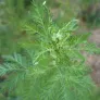 feuilles d'armoise annuelle