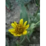 arnica-du-Mexique-arnica-chamissonis-fleurs-plant