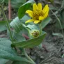 fleurs et feuilles d'arnica du mexique