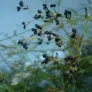 graines d'aspérule des teinturiers