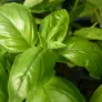 feuilles de basilic