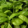 basilic genovese en feuilles