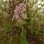 Buddleja officinal (plant) Visuel 1