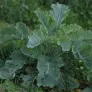 chou-kale-vivace-chou-daubenton-plant