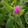bouton floral de cistus parviflorus