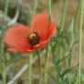 fleurs de papaver dubium