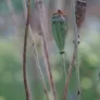 fruits et graines de papaver dubium