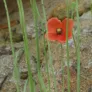 Coquelicot (graines) Visuel 4