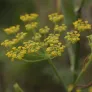 graines de fenouil