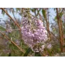 fleurs de buddleja officinale