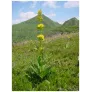 gentiane jaune en fleurs dans le sancy