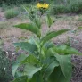 plant de grande aunée