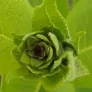 Grande aunée (plant) Visuel 3