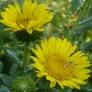 fleurs de grindelia robusta