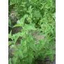 cataire-herbe-a-chat-nepeta-cataria-plante