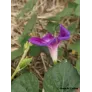 ipomee-bleue-ipomoea-purpurea-fleur-violette