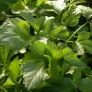 feuilles de maceron