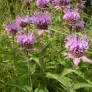 Monarde à feuilles de menthe (plant) Visuel 2