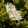 fleur de sedum spurium