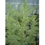 petite-absinthe-armoise-romaine-artemisia-pontica-plante-feuilles