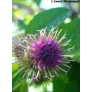 petite-bardane-Arctium-minus-fleur