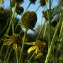 graines de rudbeckia lacinie