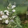 Sauge blanche, White sage (plant) Visuel 2