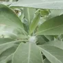 Sauge blanche, White sage (plant) Visuel 3