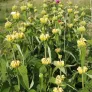 plant de phlomis russeliana en fleurs