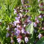 fleurs de sauge officinale