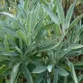 feuilles de sauge officinale