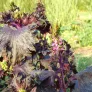 Shiso pourpre (graines) Visuel 1