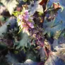 fleurs de shiso pourpre