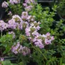 fleur de thymus nitens